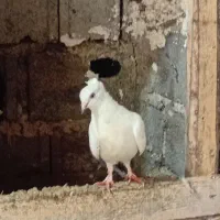 کبوتر پرشی مست
