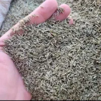 محصول زیره درجه یک به صورت عمده
