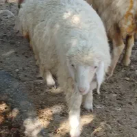 بره|حیوانات مزرعه|چوار, |دیوار