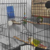 طوطی گرینچیک جفت نرو ماده کار داده|پرنده|رودهن, |دیوار