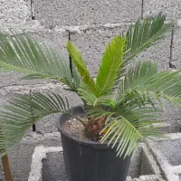 سیکاس وصخره ای|گل و گیاه طبیعی|رشت, حومه رشت|دیوار