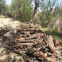 چوب بادام شومینه ای|خدمات باغبانی و درختکاری|تفرش, |دیوار