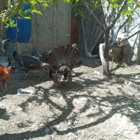 بوقلمون محلی