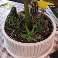 رسیدگی به گل های آپارتمانی و باغچه و تعویض گلدان|خدمات باغبانی و درختکاری|شاهین‌شهر, خانه کارگر|دیوار