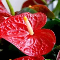 فروش ویژه گیاه وگلدان روز مادر روز زن و شب یلدا