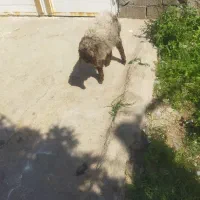 کوسفند نر یکساله