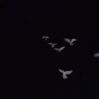 کبوتر رنگه
