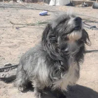 سگ پا کوتاه  معاوضه حرف گوش کن