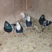 ۵عدد کبوتر|پرنده|شیروان (خراسان), |دیوار