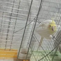 معاوضه با کبوتر