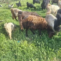 میش بره دار افشار