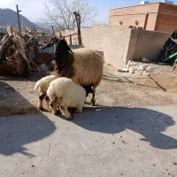 یک راس میش دوقلو زا با دو بره