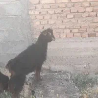 بز غاله ماده