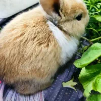 خرگوش منیاتوری