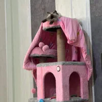 گربه هیمالین