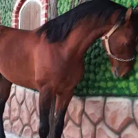 اسب درهشور|اسب و تجهیزات اسب‌سواری|مبارکه, |دیوار