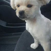 حیوان خانگی نژاد دار