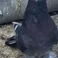 ترکیه|پرنده|اردبیل, |دیوار