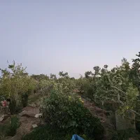 باغ پسته با یک سویت ۴۰ متری در اسلامیه|فروش دفتر صنعتی، کشاورزی، تجاری|اسلامیه, |دیوار