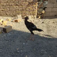 جوجه خروس لاری اصیل