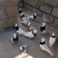 کبوتر|پرنده|جم, |دیوار