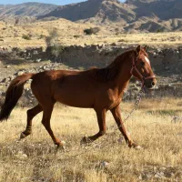 اسب کرد|اسب و تجهیزات اسب‌سواری|دوگنبدان, |دیوار