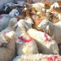 انواع گوسفند فروشی شیشک گوشتی|حیوانات مزرعه|قم, شاه ابراهیم|دیوار