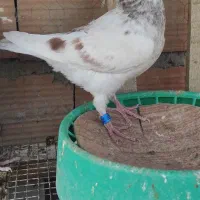 سار اوغون فری