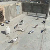 کفترپرشی فروشی