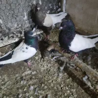 سه دونه کبوتر سینه ای. ..دوتا نر ویه ماده