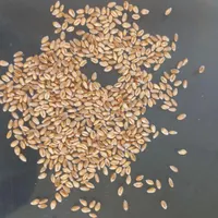 خرید و فروش گندم جو و غیره..