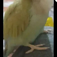 گمشد طوطی کوتوله برزیلی.