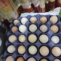 تخم مرغ نطفه دار امپراطور یا برهما فروشی