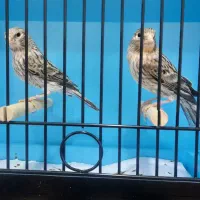 قناری اورجینال