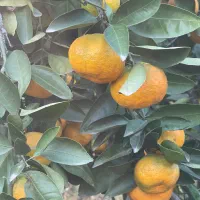 نارنگی درجه یک|خوردنی و آشامیدنی|مرزیکلا, |دیوار