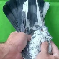 ۱۰طوق قاره یک فقط یکجا