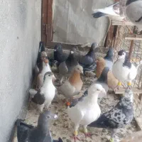 کفتر صید بوم بلند