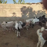 بز پاکستانی|حیوانات مزرعه|شیراز, کوشک بیدک|دیوار