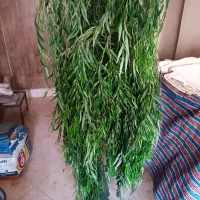 درخت مصنوعی ارتفاع ۱۹۰|گل مصنوعی|شیراز, شهرک گلستان|دیوار