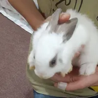 خرگوش زبل
