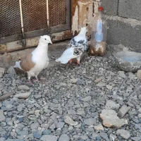 کبوتر