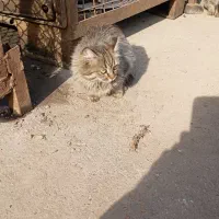 گربه خانگی|گربه|قزوین, |دیوار