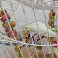 عروس هلندی جفت