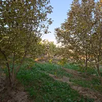 اجاره باغ در طبیعت بکر|اجارهٔ کوتاه‌مدت ویلا و باغ|فلاورجان, |دیوار