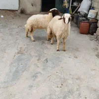 فروش بره سنجابی