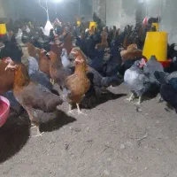 فروش مرغ گل پایگانی 6ماهه|حیوانات مزرعه|خضر آباد, |دیوار