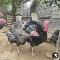 ‌بوقلمون