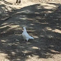 کبوتر طوقی|پرنده|فولادشهر, B5|دیوار