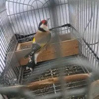 دو عدد سهره گل بلند کشیده استان فارسی درجه یک|پرنده|شیراز, قلعه نو|دیوار