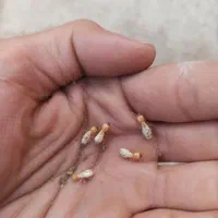 سمپاشی موریانه ساس سوسک سم پاشی تضمینی